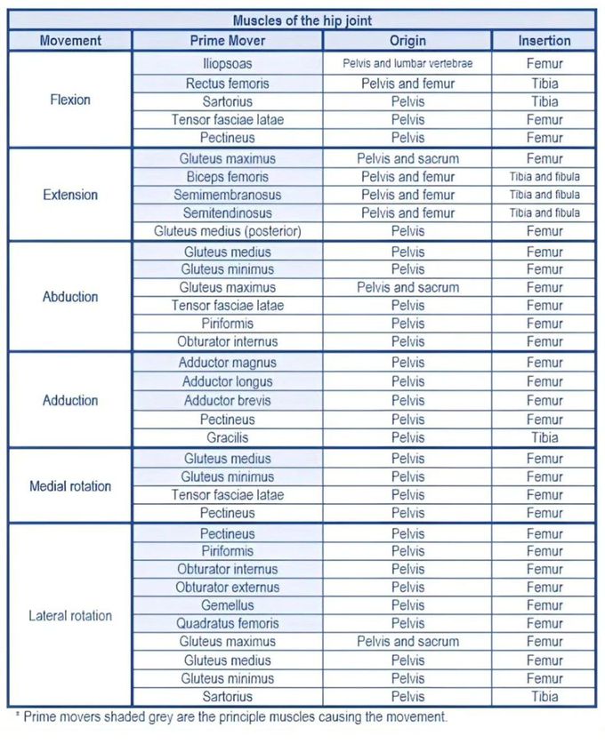 Muscles of the Hip Joint