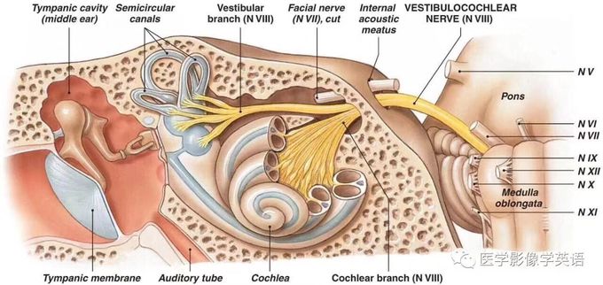 See your inner ear