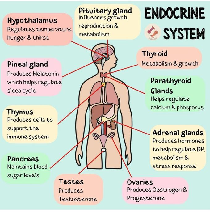 Endocrine System