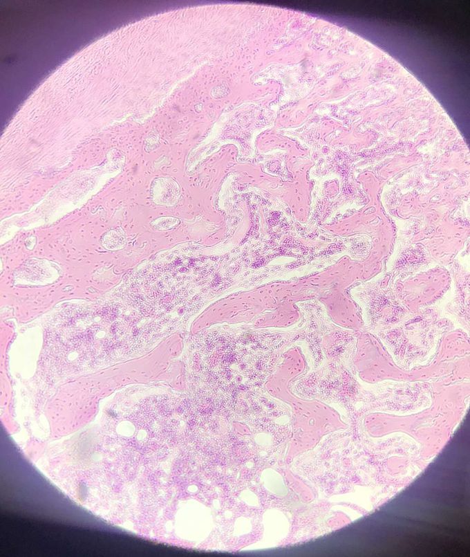 Histology
