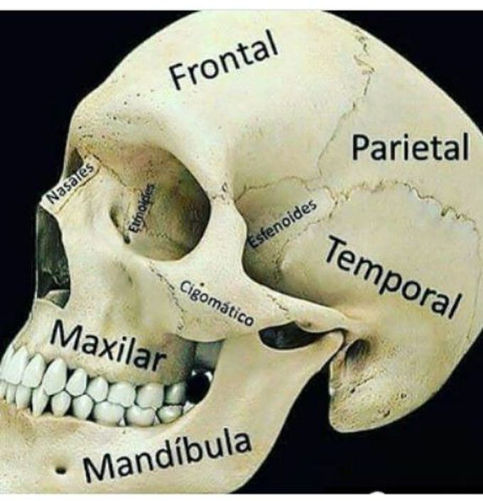 Skull 💀