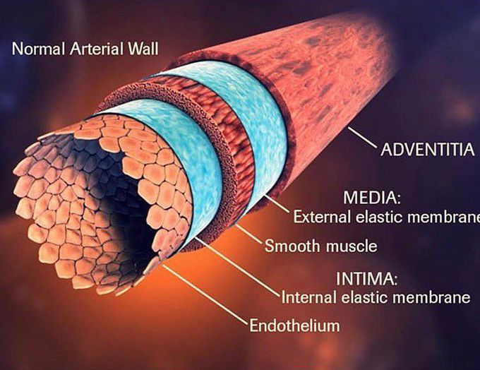Normal arterial wall