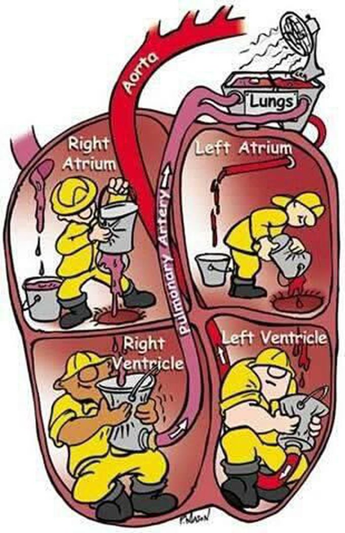 Blood circulation in heart