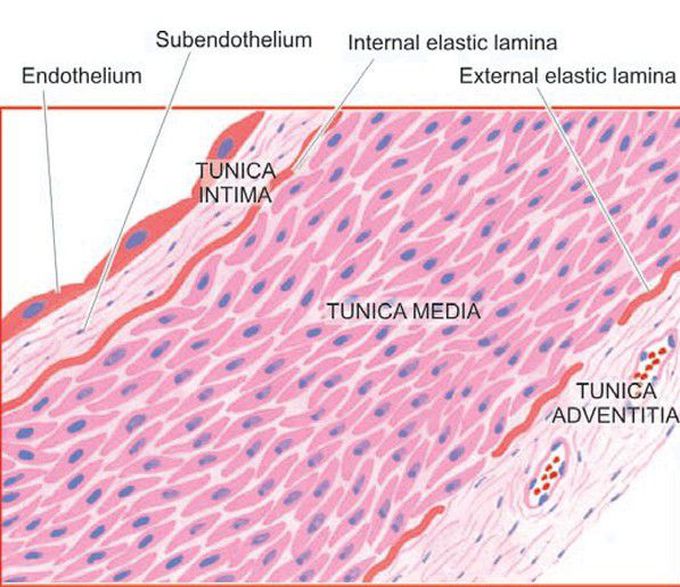 Artery