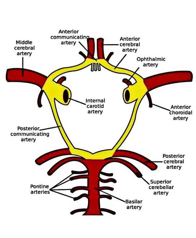 Circle Of Willis Medizzy 0139