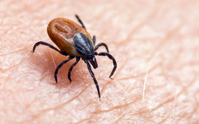 Cause of Lyme disease