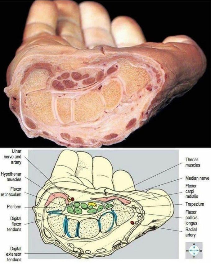 Anatomy of the Wrist