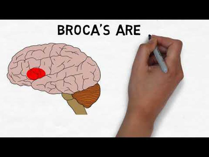 All About Broca’s Area