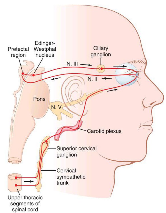 Eye innervation