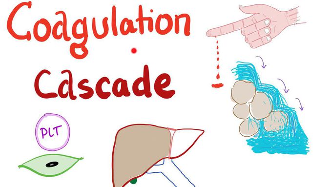 The Coagulation Cascade