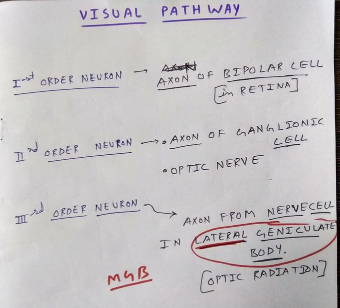 Visual pathway