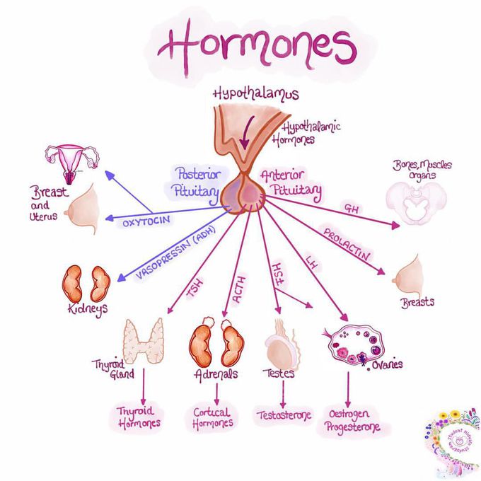 Hormones - MEDizzy