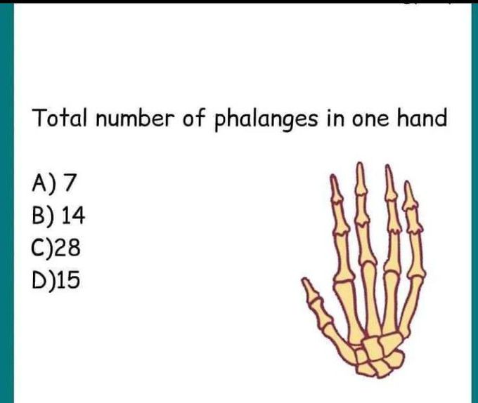 Total number of phalanges in a hand?