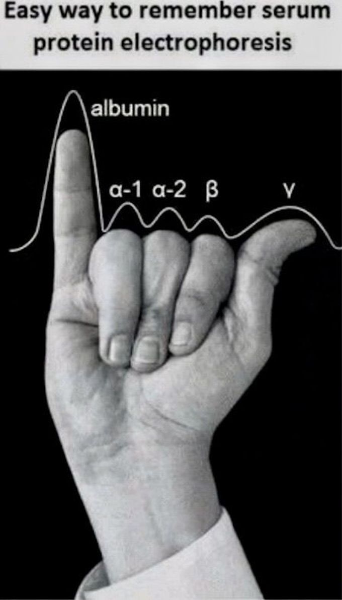 Serum Electrophoresis