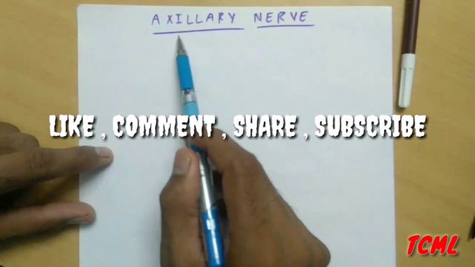 Axillary / Circumflex nerve and it's clinical