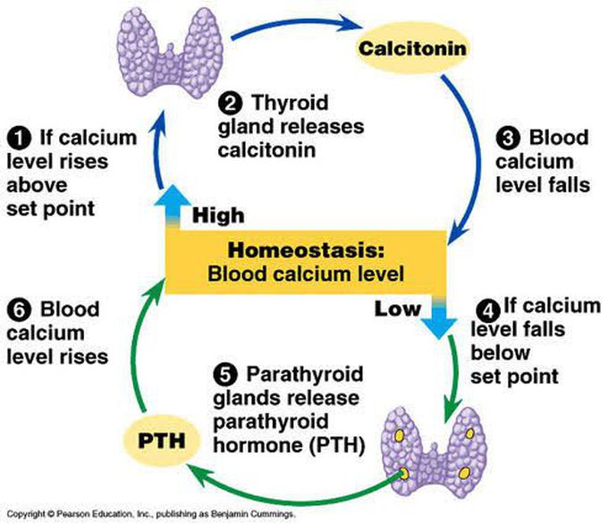 Calcitonin functions