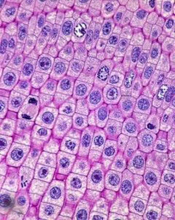 Human skin cells