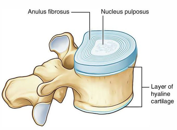 Hyaline cartilage