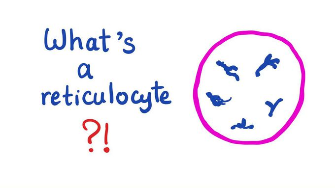 Reticulocytes