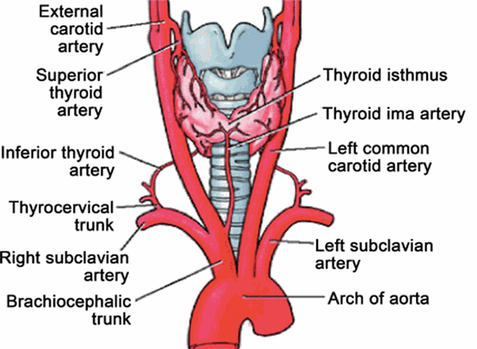 Blood supply of thyroid.