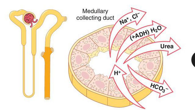 Medullary collecting duct