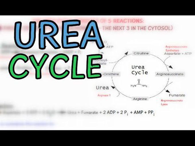 Short video on working and yield of Urea cycle