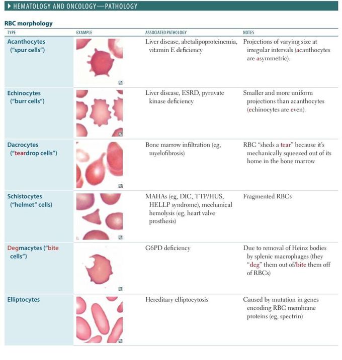 Red Blood Cells morphology