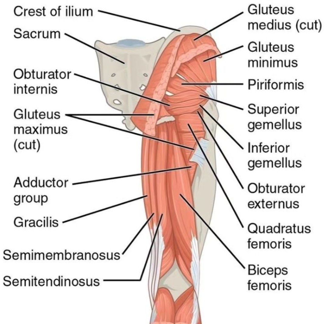 Muscles of the Lower Limb