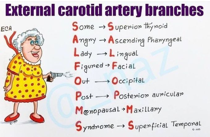 external carotid artery branches mnemonic