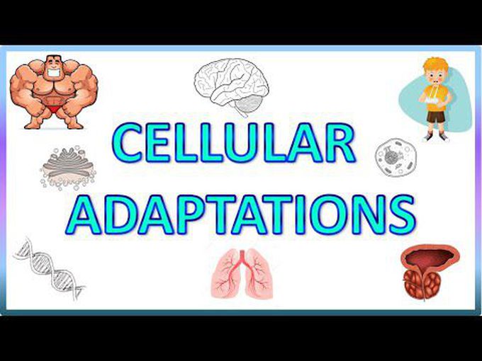 Cell Adaptations