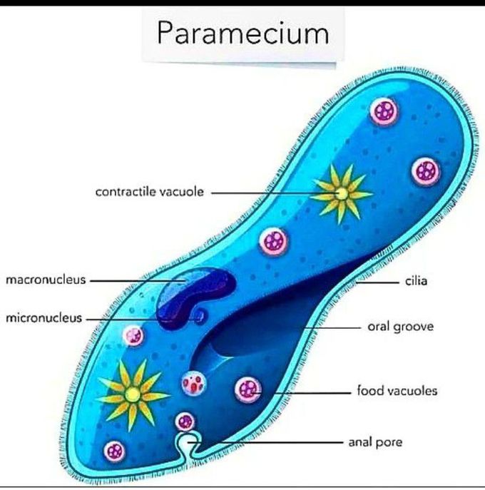 Paramecium