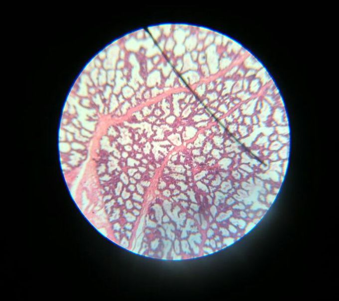 Histology of mammary gland