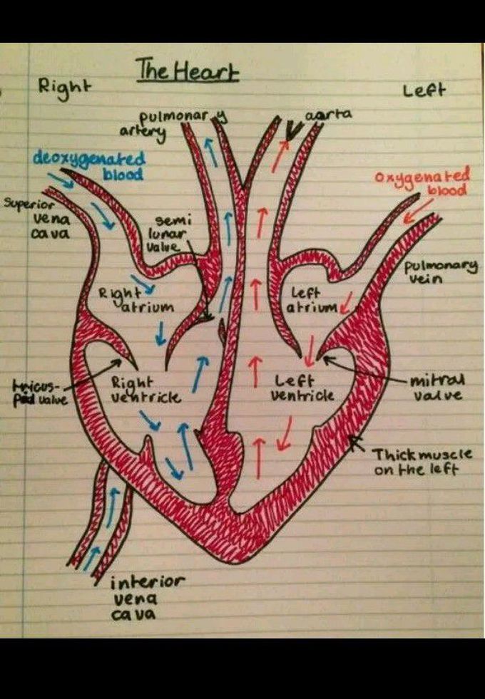 Heart 💓