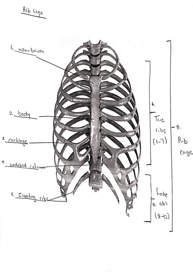 Rib Cage MEDizzy