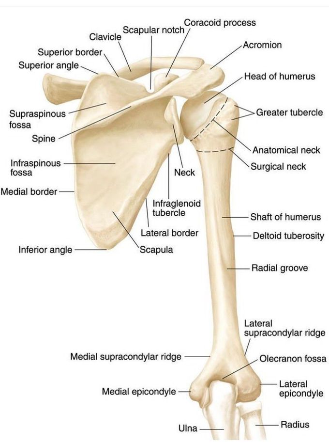 Upper Arm Bones