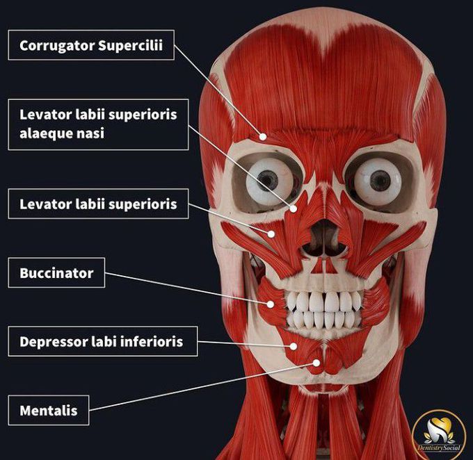 Facial muscles- II
