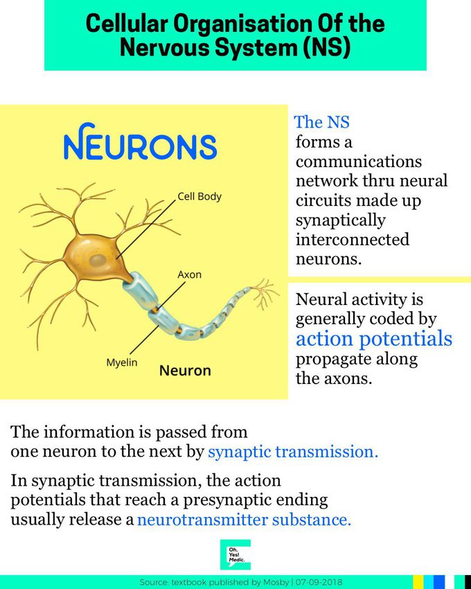 Cellular Organisation of the NS