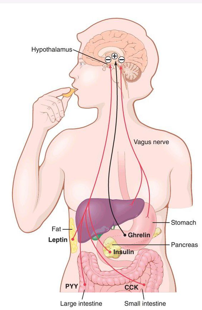 Feedback mechanisms for control of food intake.