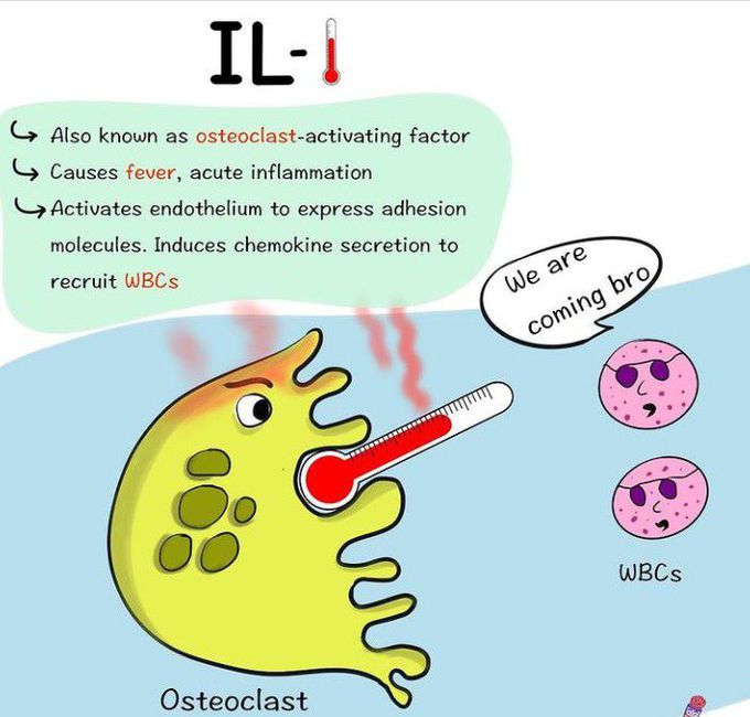 Interleukin 1