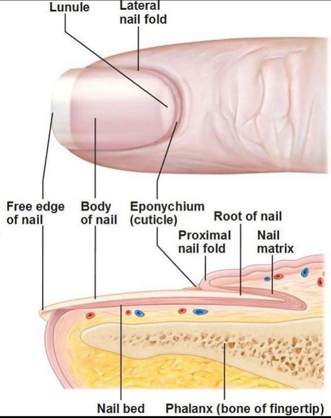 Structure of nail