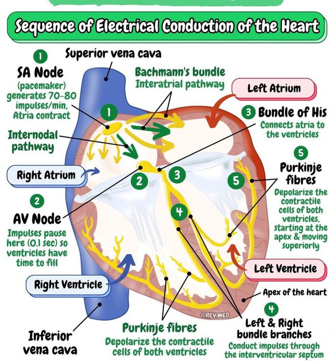 Sequence of Electrical Conduction