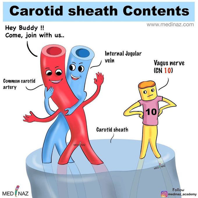 Contents of the carotid sheath