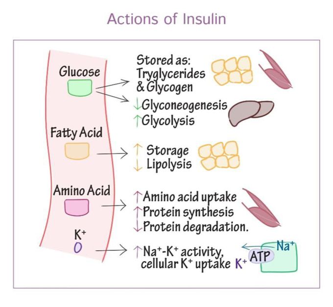 Functions of insulin