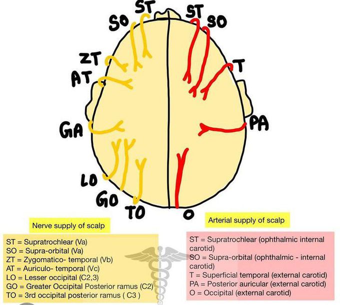 Nerve an Blood Supply of Scalp