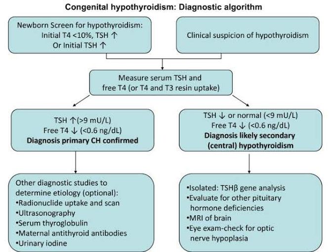 Congenital Hypothyroidism diagnostic algorithm