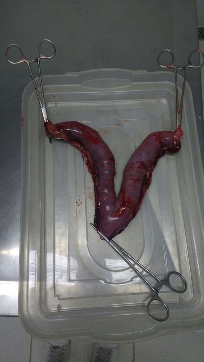 Uterus infection in dog