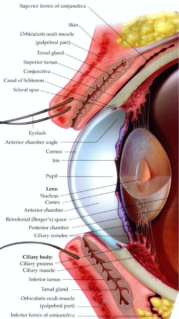 Eye Anatomy