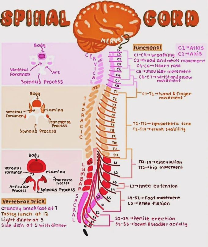 Spinal Cord