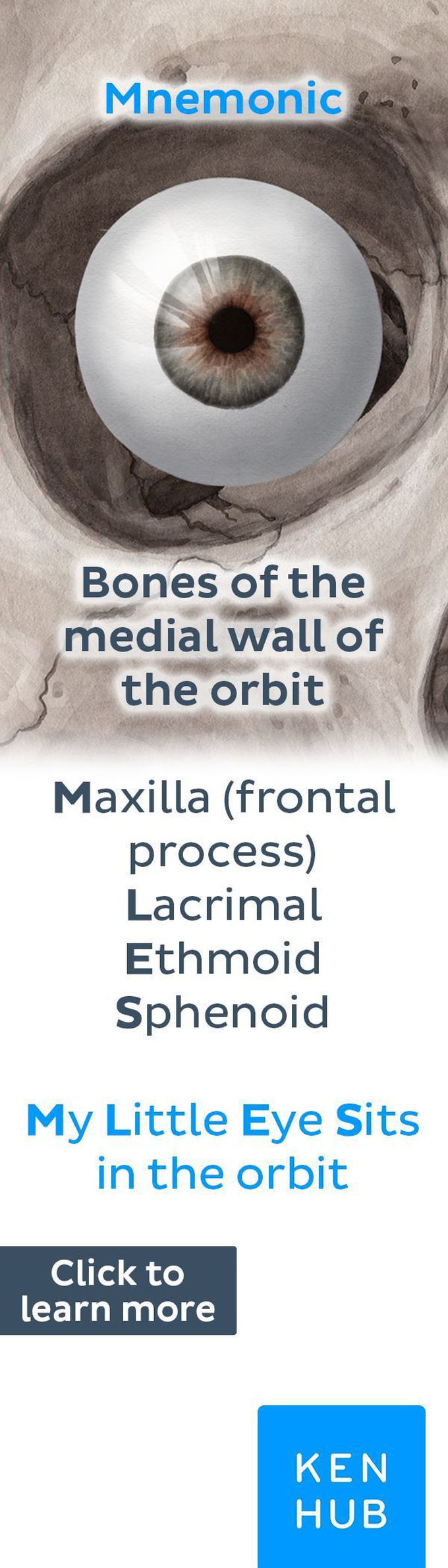 Bones of the Orbit