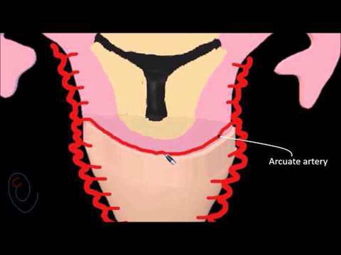 Uterine Artery- A Detailed Course